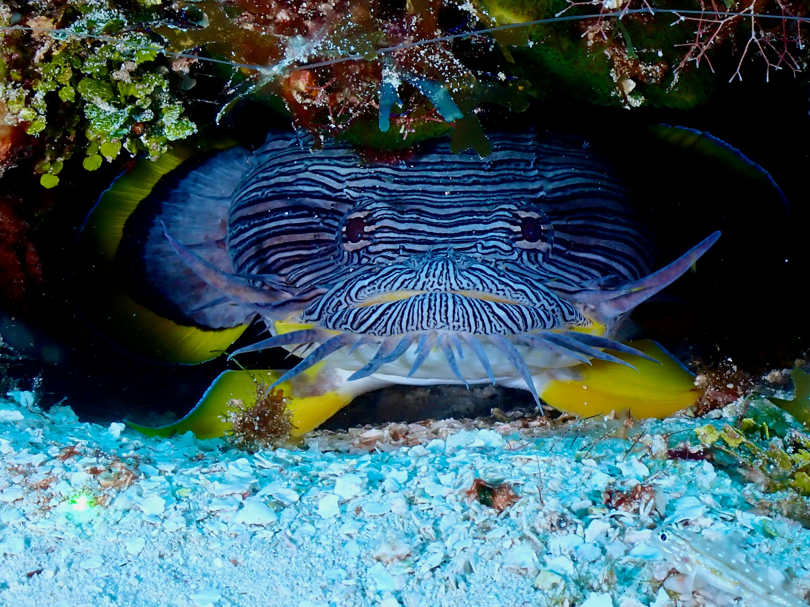 Marine life in Cozumel waters